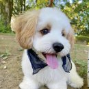 댕댕이미용실 이미지