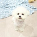 까리하개 이미지