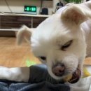 개전부리 이미지