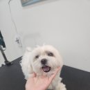 애견미용실 이미지