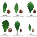 이정록한의원 | 힐다의 식재료 &amp; 음식 공부 이야기 - 도토리편