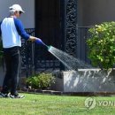 서부잔디