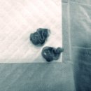 더바른동물병원 앞 이미지