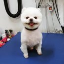 몽몽이애견미용 이미지