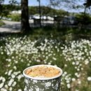 피어라꽃 | 충남 당진 카페 피어라 후기🌿 태안 캠핑 갔다가 들른 청보리뷰 유명한 서해안 감성카페
