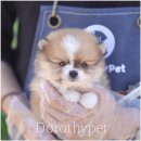 도로시펫강아지고양이