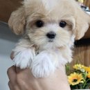 아이러브 애견 이미지