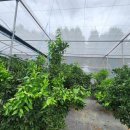 강창민농장 이미지