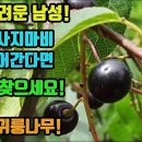 귀룽나무-당신만 모르는 이 약초의 놀라운 효능-정력이 크게 강화되고 오래된 적체가 뚫린다-중풍, 관절 및 척추 질환, 사지마비가 예방되 이미지