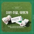 모여라 댕댕 | [천안] 댕댕숲운동장︱단독 펫운동장︱자유를 원하는 댕댕이들은 여기로 모여라︱멍래블 앱 이용하는 방법