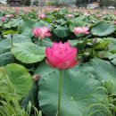 십정초등학교 이미지