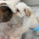 살롱드멍뭉 | 소리에 놀라는 아이의 첫 미용, 광산구애견미용에서 이렇게 시작해요