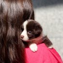 버디독 강아지분양 안심분양센터 서울 영등포점 이미지