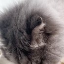 반려동물보감연구소 이미지