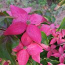빨간꽃 산딸나무 이미지