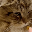 묘들링(Meowdeling)
