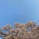 잠실역 5번출구(뒤) | [벚꽃 맛집] 서울 벚꽃 명소 5곳 - 석촌호수 서울숲 성북천 희우정로 경복궁 &amp; 주변 맛집 카페 추천