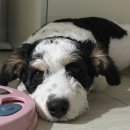 멍멍이네 | 우리집 멍멍이 하네스 착용 후기 같이봐요𖦹⁠⁺⁠˖ 🐾⁠˖⁠⁺𖦹