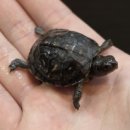 광주광역시 남구 재활용선별센터 | 끼얏호 나도 이제 꼬부기 생겼당! 뉴런 세발가락박스터틀, 이스턴머드터틀 초대량 입고 소식!