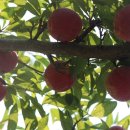 신태양농장 이미지