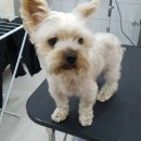 개멋지냥 이미지