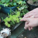 지리산 나무처럼 이미지