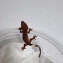 라피스게코 | [라피스게코] 이벤트후기(1)