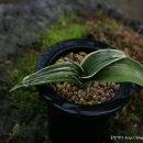 늘푸르름농장 이미지