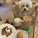 모도리 | 충주카페 모도리 후기｜충주댐 드라이브 코스, 충주애견동반카페 크로플 맛집