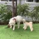 독스테이션 이미지