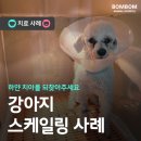 봄봄동물병원 네이버블로그