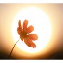 숲속의사랑별 이미지