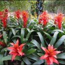 아나나스 이미지