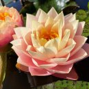 골든 고블렛 수련(Golden Goblet) 이미지