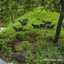 하늘마루염소목장 이미지