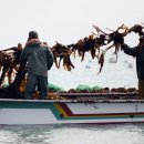 완도전복사료 이미지