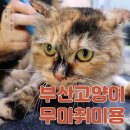 펫미장원 공감 이미지