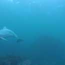 37. 남방큰돌고래(Tursiops aduncus)~Indo-Pacific bottlenose dolphin 이미지