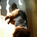 쓰담쓰담해줄개 이미지