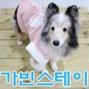 스테이 동물병원 이미지