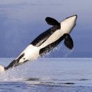 오르카수영 이미지