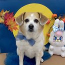 쁘띠아키 이미지