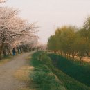합덕리 | 당진 벚꽃 명소 합덕제수변공원 🌸 아이랑 가기 좋은 산책코스
