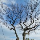 대계마을 이미지