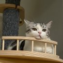 스타박스 | 고양이 숨숨집 추천 아토주 매일야옹 스타박스 사용후기