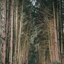 소낭 게스트하우스 이미지