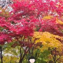 선림원 | 충주 여행 :) 석종사 단풍구경 후기/ 단풍 절정시기 공유 아이와 단풍구경 장소 추천