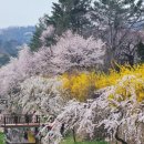국립서울현충원 선양단지화장실 | 서울 숨은 벚꽃 명소 동작 국립 현충원 아기랑 나들이 피크닉 주차 맛집 추천