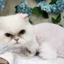 도도한강아지 | 고양이무마취미용 깔끔하게 잘하는 도도한강아지 방문 후기