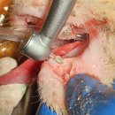 태백동물병원 이미지